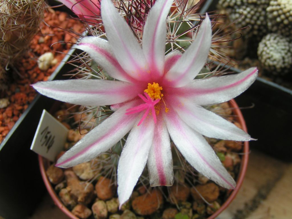 Mammillaria frailensis SB 1263